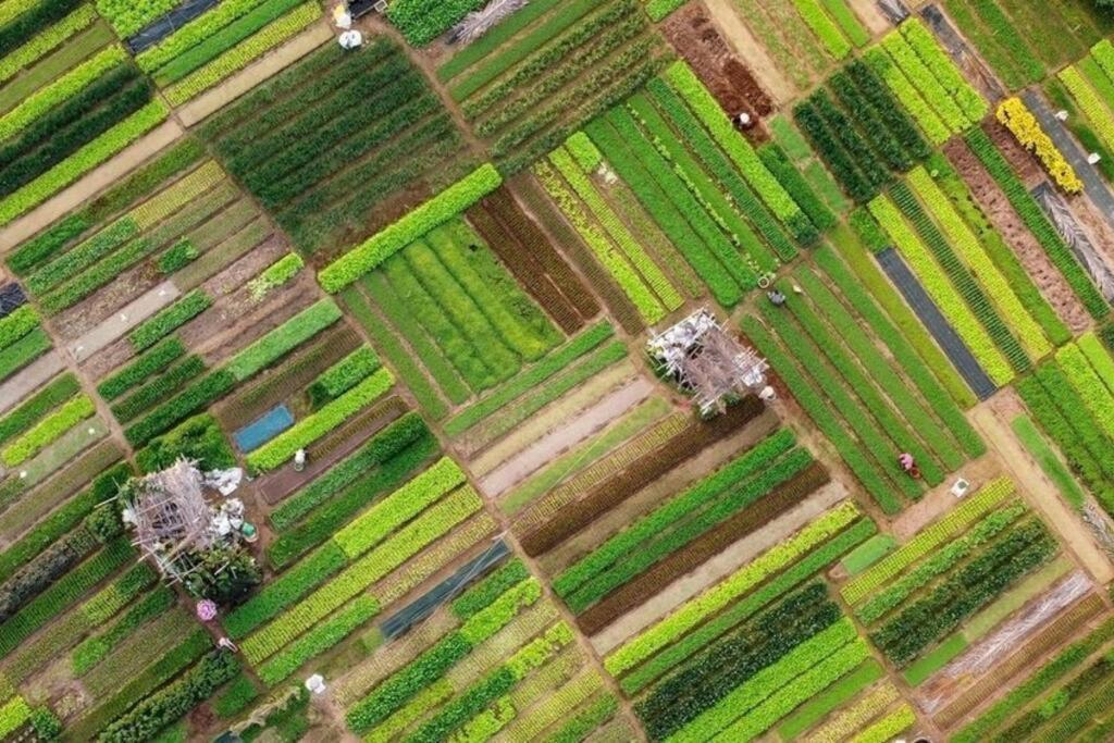 Flora Villa Hội An Buitenkant foto